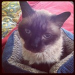 sitar our dusty old man