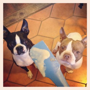 Stevie & Ollie approved!